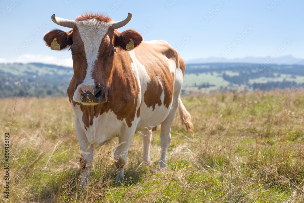 cow on the field