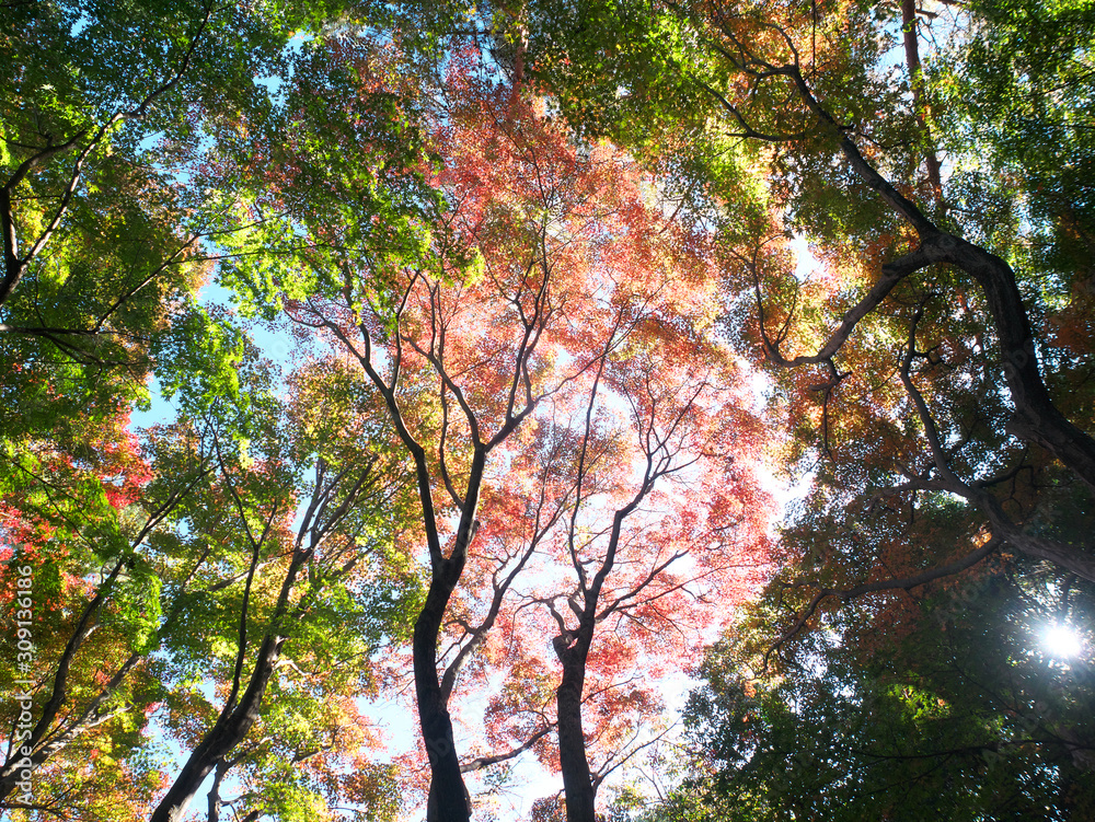 Obraz premium 紅葉 木漏れ日