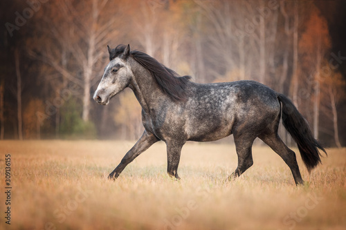 Beautiful horse running on the autumn meadow