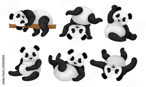 Panda Animal in Different Poses Vector Set. Bear Lying on the Tree and Turning Upside-down on the Ground