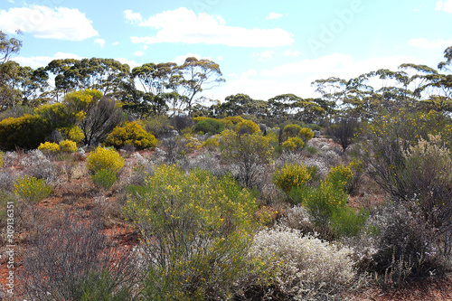 Spring with yellow flowering wattle shrubs and white smokebushes in the Western Australian outback (Goldfields-Esperance region)