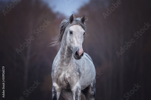 Close up portrait of a purebred arabian stallion running free on the beautiful nature background. 