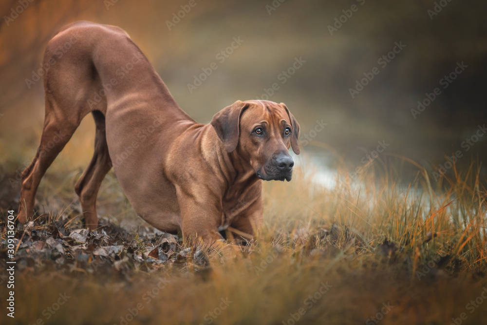 Beautiful rhodesian ridgeback dog making a bow on the nature background.
