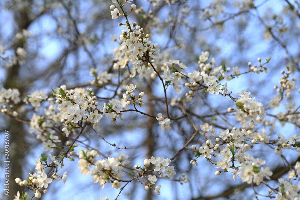 Spring .Cherry flowers close-up. Spring time. Flowering branches of cherry. Delicate spring flowering background. Spring .Cherry flowers close-up. Spring time. Flowering branches of cherry. Delicate spring flowering background.