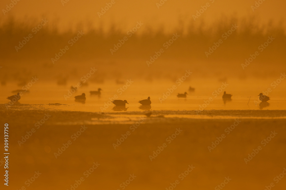 Flock of ducks in wetland at sunrise