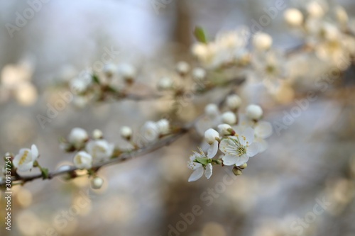Spring season. Cherry flowers close-up. Spring time. Flowering branches of cherry. Delicate spring flowering background.