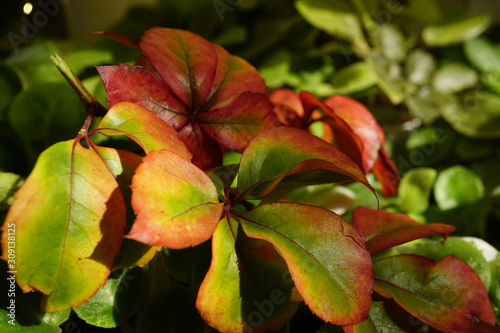 autumn  leaf  leaves 