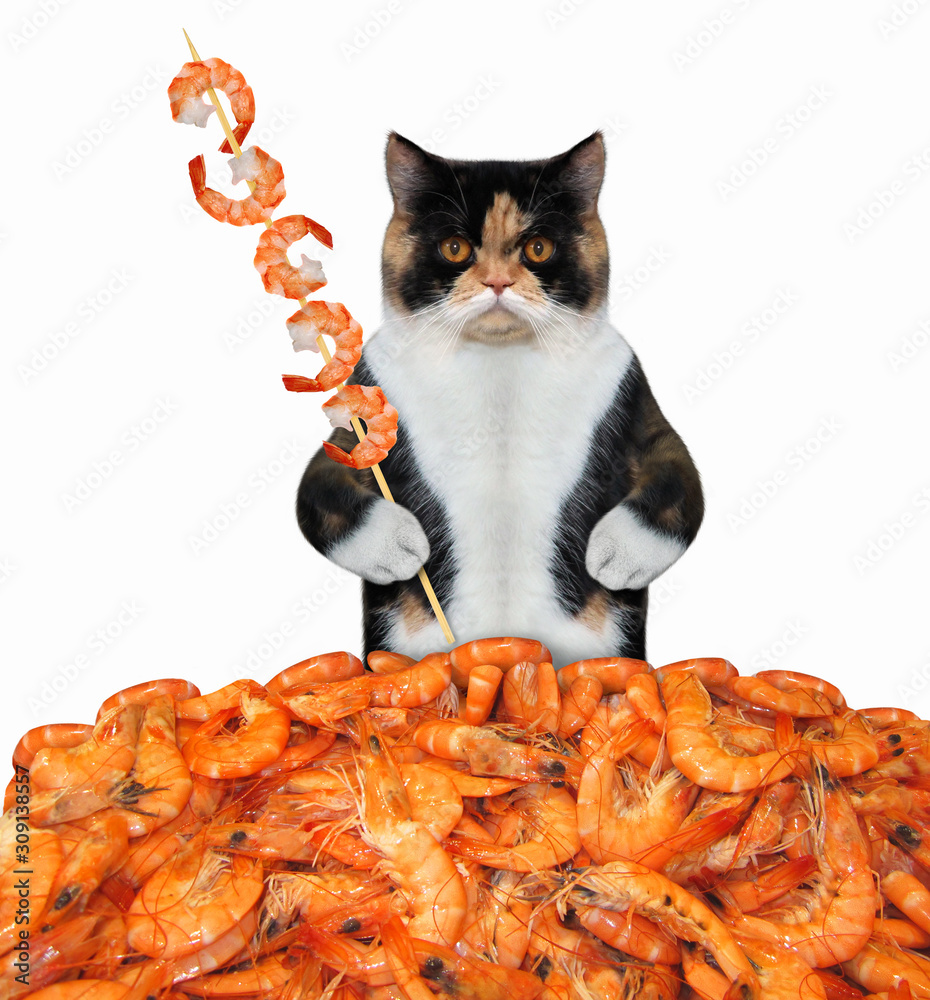 Incident, evenement Orkaan nakomelingen The multi colored cat with a skewer is eating a boiled shrimp. White  background. Isolated. Stock Photo | Adobe Stock