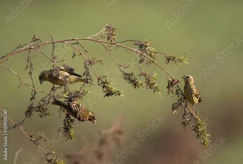 Yellow breasted greenfinch-Chloris spinoides on perch © tahir