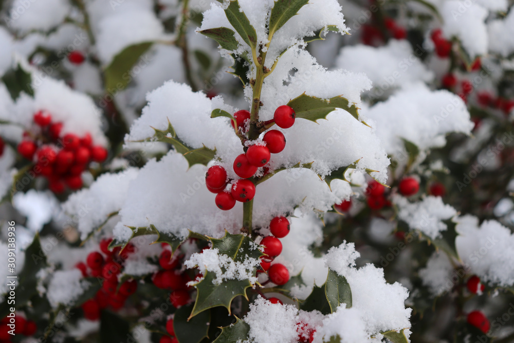 Symbol of Christmas in Europe. Closeup of holly beautiful red berries and sharp leaves on a tree in cold winter weather .Nature concept. Symbol of Christmas in Europe. Closeup of holly beautiful red berries and sharp leaves on a tree in cold winter weather .Nature concept.