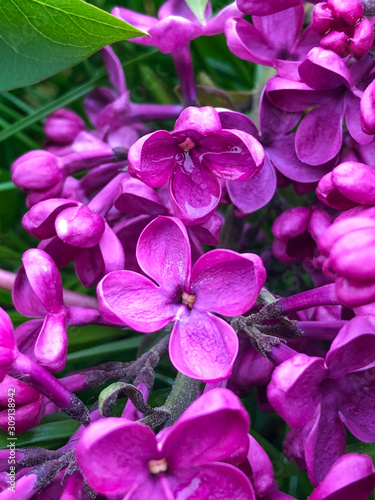 Fototapeta Naklejka Na Ścianę i Meble -  purple flowers on a background