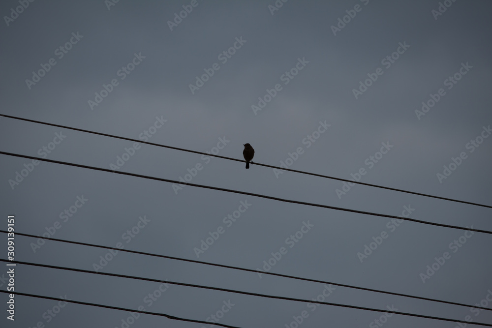 View of silhouette effect of a bird over the power lines View of silhouette effect of a bird over the power lines