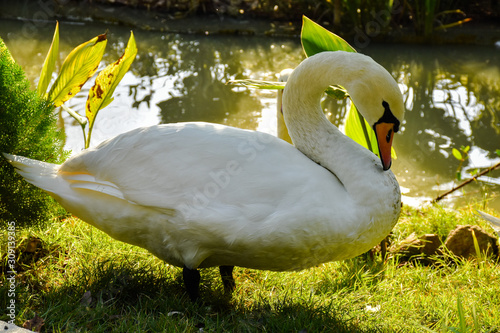 Fototapeta Naklejka Na Ścianę i Meble -  outside at farm park one white swan wildlife animal is beautiful on the grass and behind there is water.