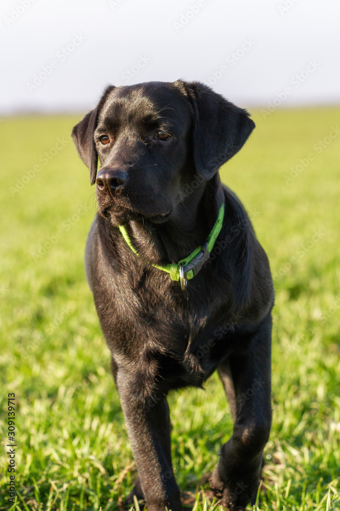 Black labrador dog in a field