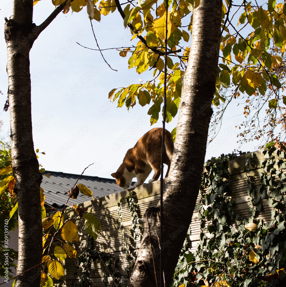 Obraz premium Katze rot weiß. Kater Jaime im Herbst auf dem Zaun.