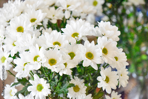 Bouquet of fwhite camomiles  selective focus