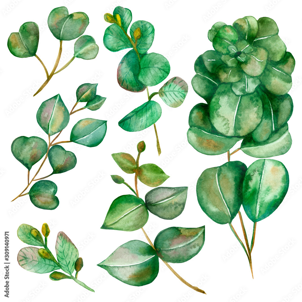 Fototapeta premium Watercolor hand painted nature plants set with different eucalyptus green leaves on a brown branches isolated on the white background, eco elements for trendy design elements, invitations and cards