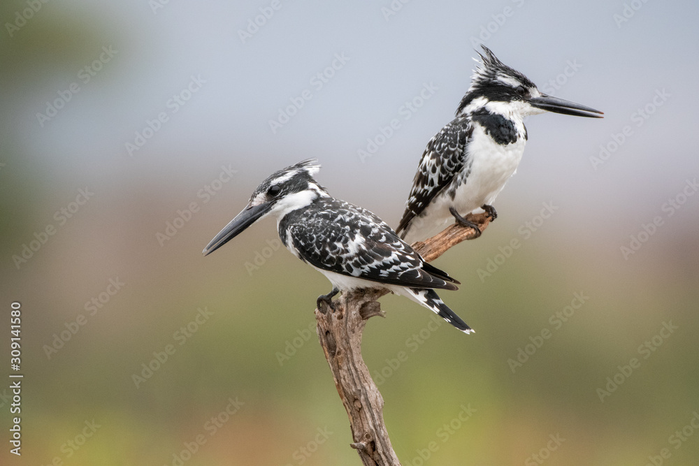 Obraz premium Pied Kingfisher