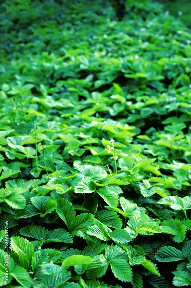 Strawberry bushes close up, green natural background Strawberry bushes close up, green natural background
