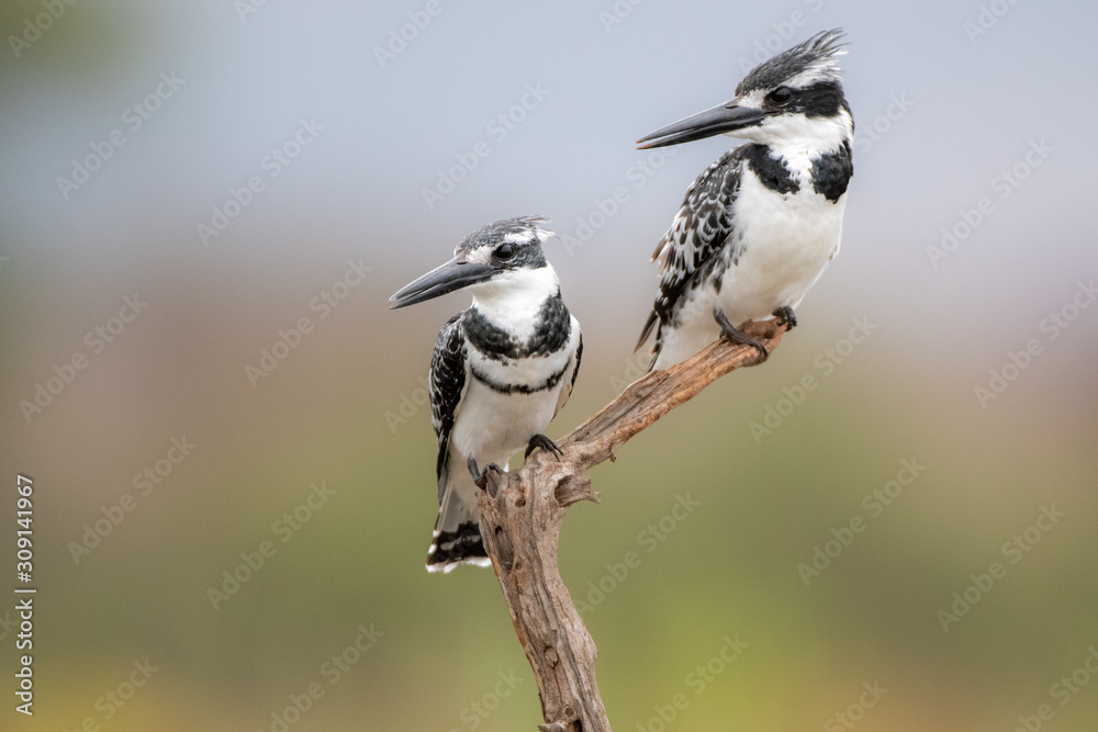Naklejka premium Pied Kingfisher