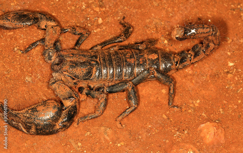 Gaint forest scorpion, Heterometrus indus, Ganeshgudi, Karnataka, India