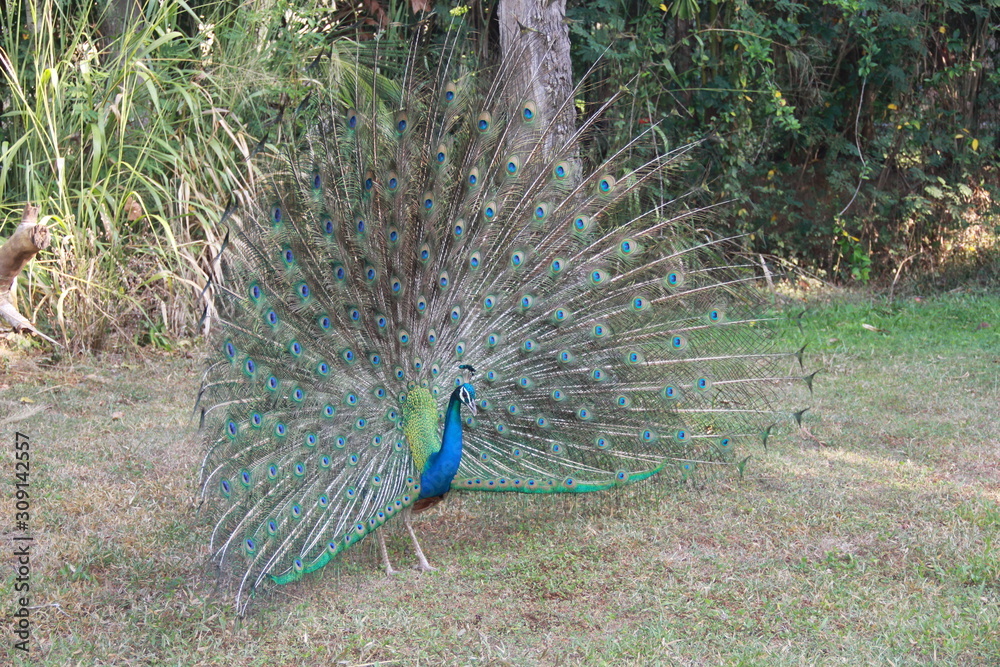 Obraz premium Wild Peacocks on Sri Lanka