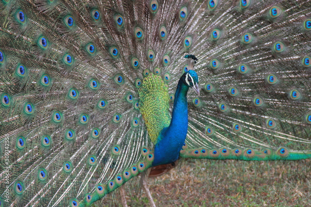 Obraz premium Wild Peacocks on Sri Lanka