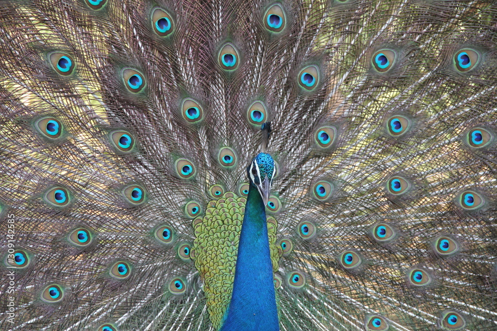 Obraz premium Wild Peacocks on Sri Lanka