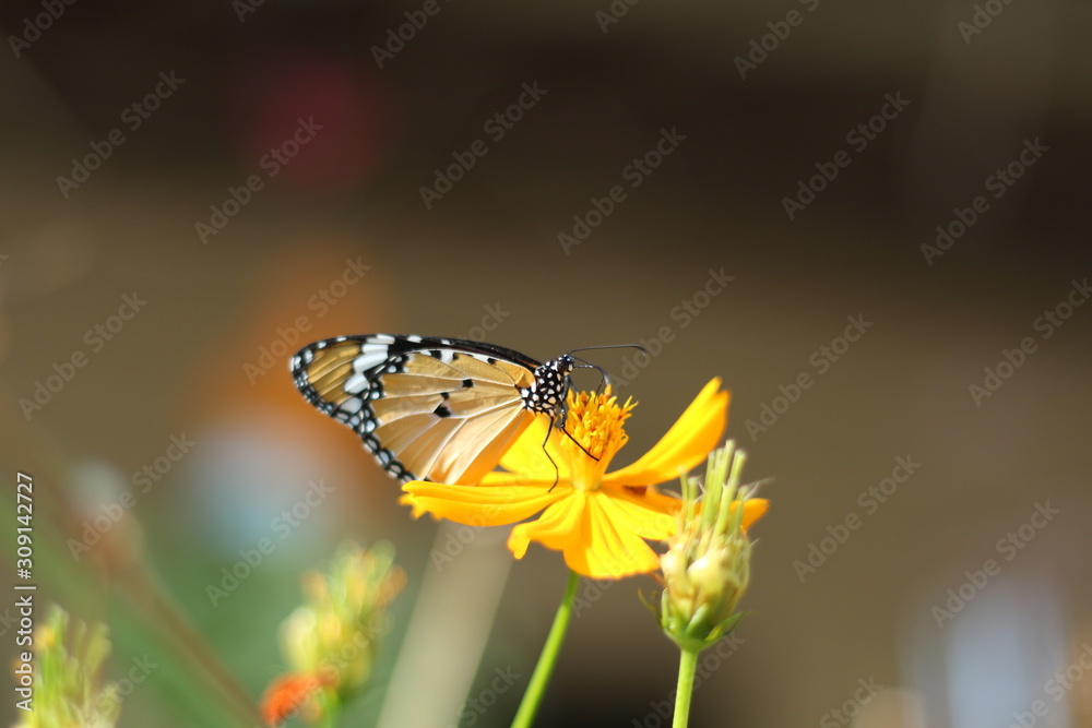 Butterfly on the yellow flowers