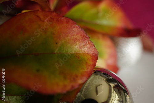 red, plant, tomato, fruit, berry