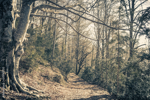 The old big white tree in the path photo