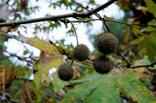 chestnuts on tree