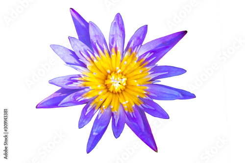 Purple lotus cut-out with colors White background appropriate the Backdrop  idea copy space