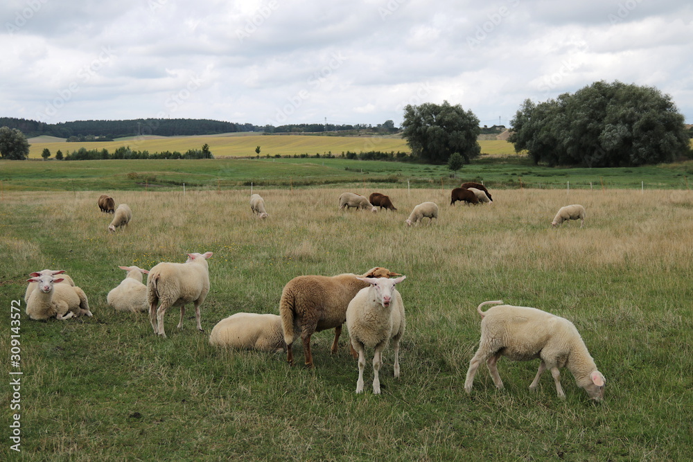 Schafherde auf der Weide