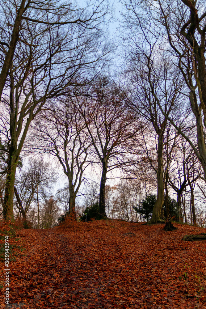 Winterlicher Wald mit kahlen Ästen und bunten Laub auf dem Waldboden lädt zum Wandern und Spaziergang im Herbst mit der Familie auf Waldwegen und natürlichen Pfaden ein, baut Stress ab für Gesundheit Winterlicher Wald mit kahlen Ästen und bunten Laub auf dem Waldboden lädt zum Wandern und Spaziergang im Herbst mit der Familie auf Waldwegen und natürlichen Pfaden ein, baut Stress ab für Gesundheit
