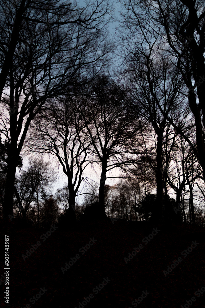 Gruseliger Wald mit Silhouetten von kahlen Bäumen ohne Blätter im Winter lässt Angst und Schrecken in der Nacht aufkommen und verängstigt Kinder und Erwachsene nicht nur an Halloween