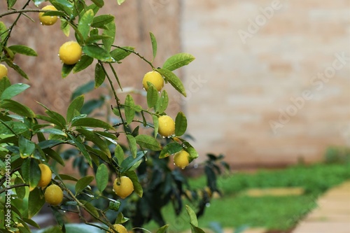 Cyprus citrus fruit isolated on white background