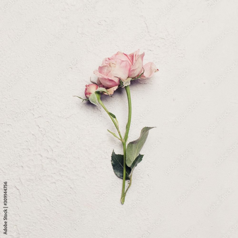 Pastel pink rose flower on white stucco background