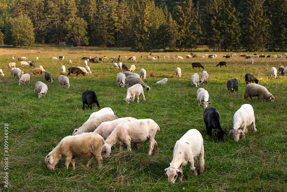 Obraz premium cows on the field