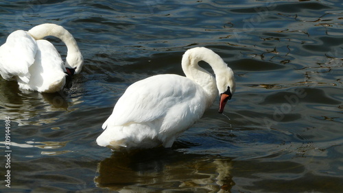 Two cignus olor swan with body paxs in the water they have their wash. with some water drew from the beak of the first specimen. Close-up