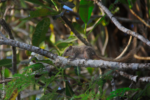 Chipmunk - a rat located in the forests of Sri Lanka