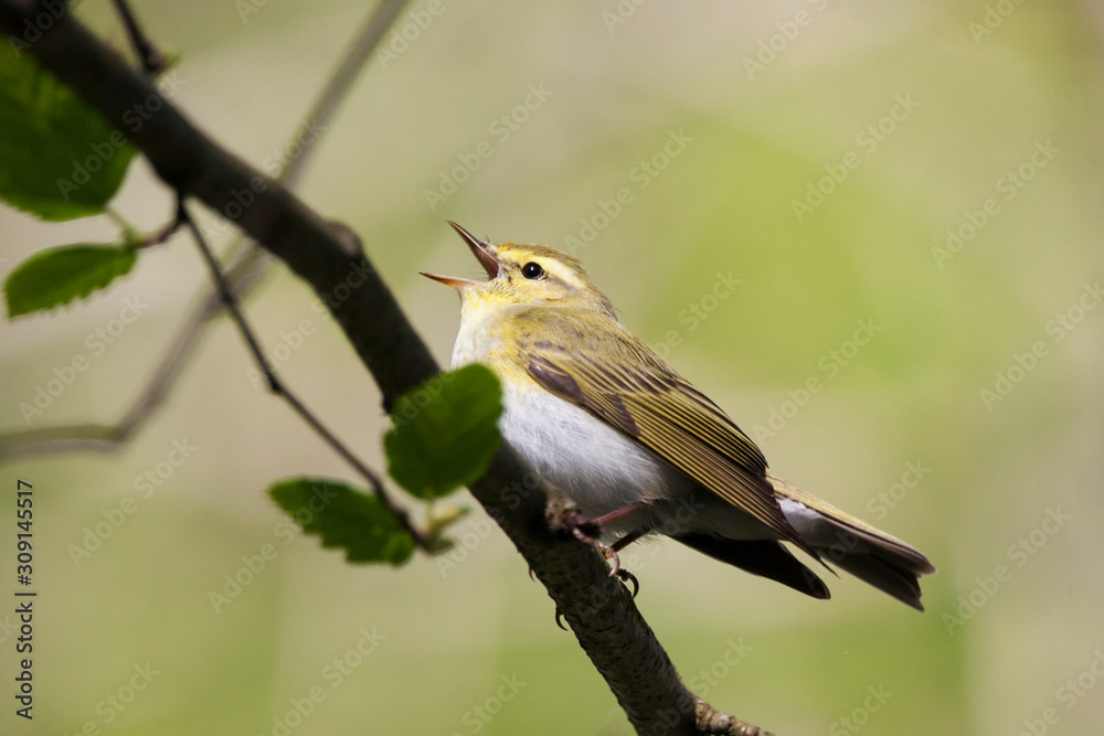 Obraz premium Wood warbler phylloscopus sibilatrix singing on branch of tree. Cute little green forest songbird in wildlife.