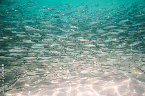 lot of small fish in sea under water fish colony, fishing, ocean wildlife scene. Large shoal of small gray fish underwater in the sea. Background of a lot of marine fish