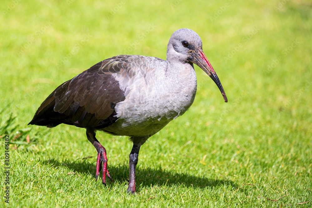 Fototapeta premium Close up of a Hadeda Ibis (Bostrychia hagedash) walking on a meadow, South Africa