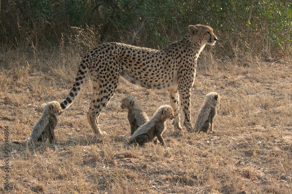Fototapeta premium Mother Cheetah with cubs