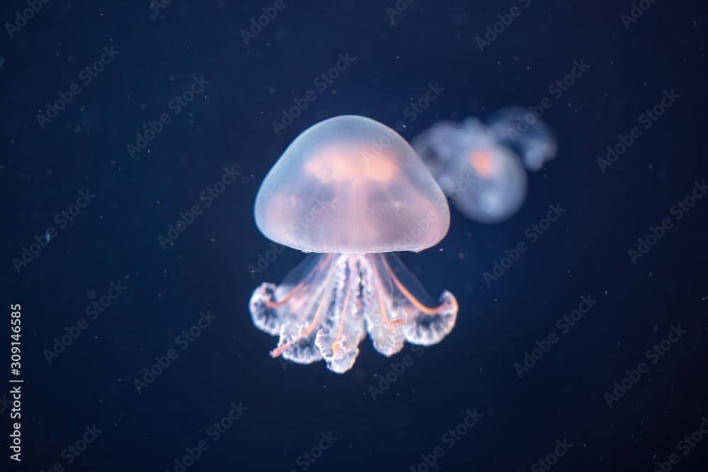 Bright jellyfish rhizostoma pulmo at the bottom of the sea Bright jellyfish rhizostoma pulmo at the bottom of the sea