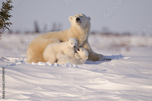 Obraz na plátne Polar Bear Family in Wapusk National Park