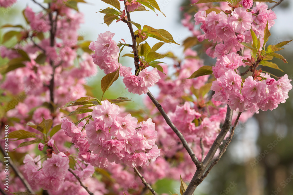 A branch of blooming sakura in spring, close-up A branch of blooming sakura in spring, close-up
