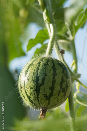 Ornamental pumpkin growing on the vine in organic garden.