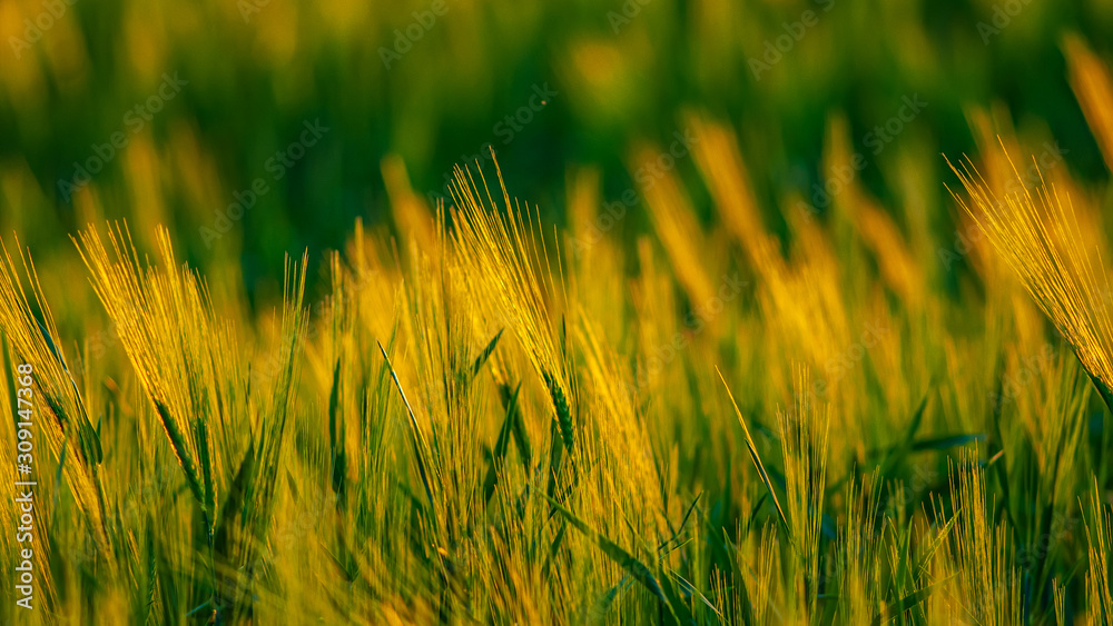 golden ears of wheat in the evening in the field. Landscape in the countryside. Spring season, May. Web banner.